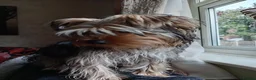 Yorkshire Terrier dogs for stud: Sparky - Advert 13