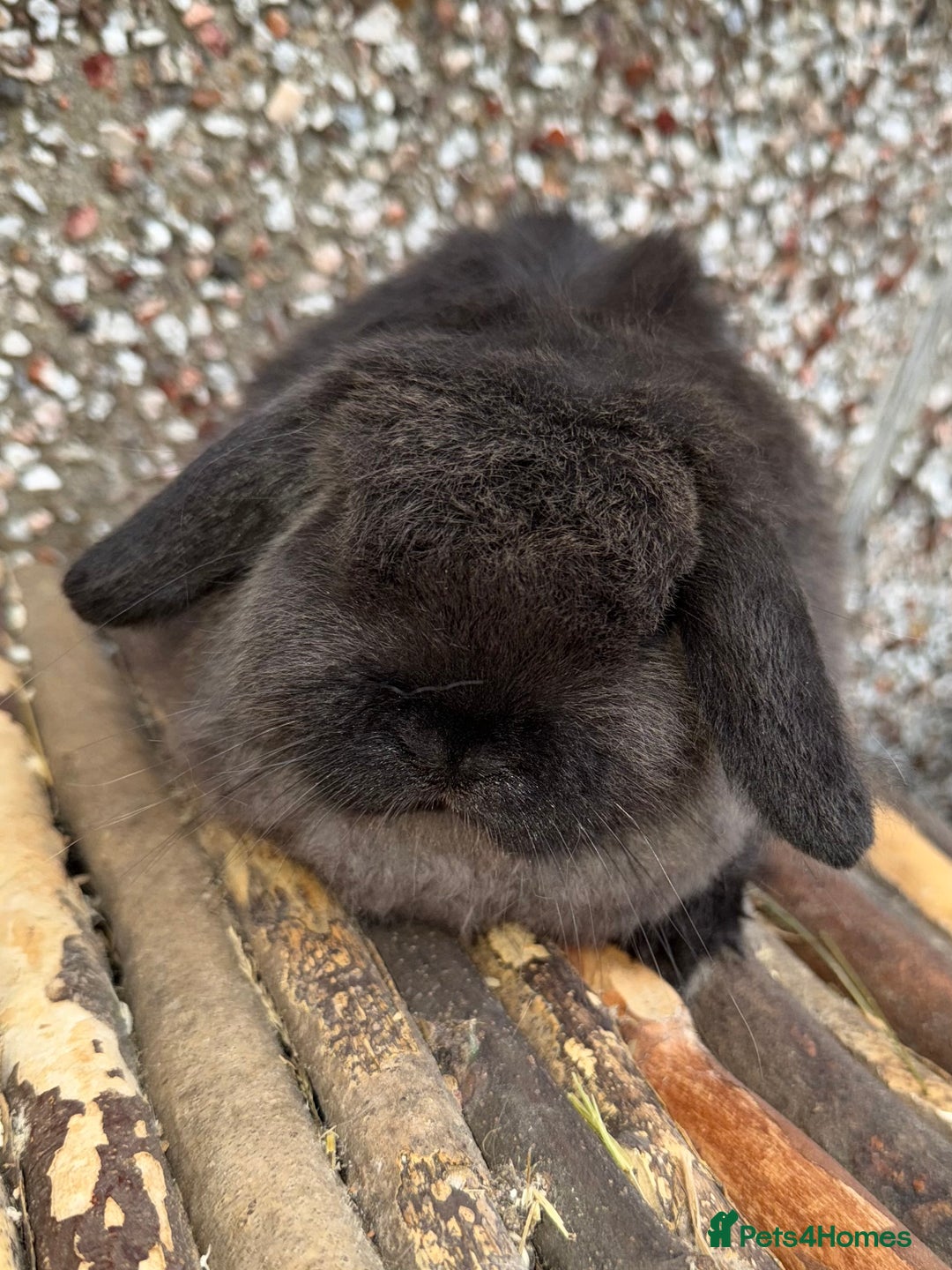 Mini Lop rabbits for sale: Exceptional BRC mini lops  - Advert 13