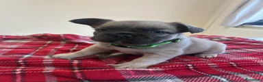 French Bulldog 2