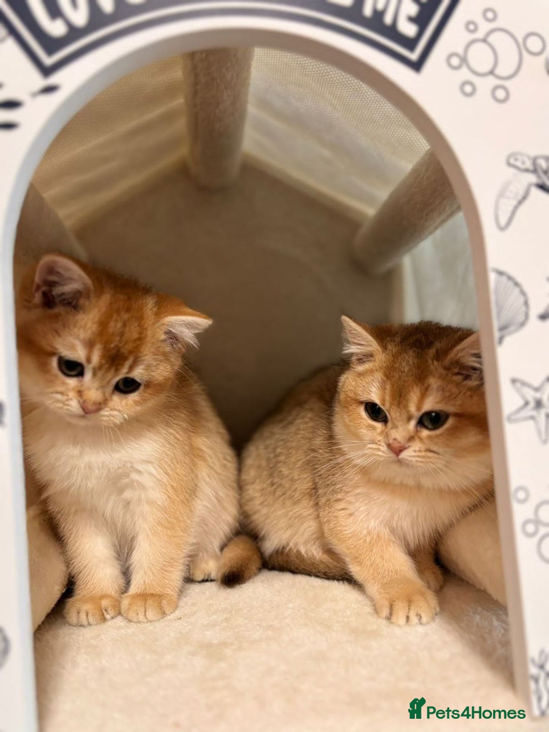 British Shorthair cats for sale: Charming British golden chinchillas - Advert 37