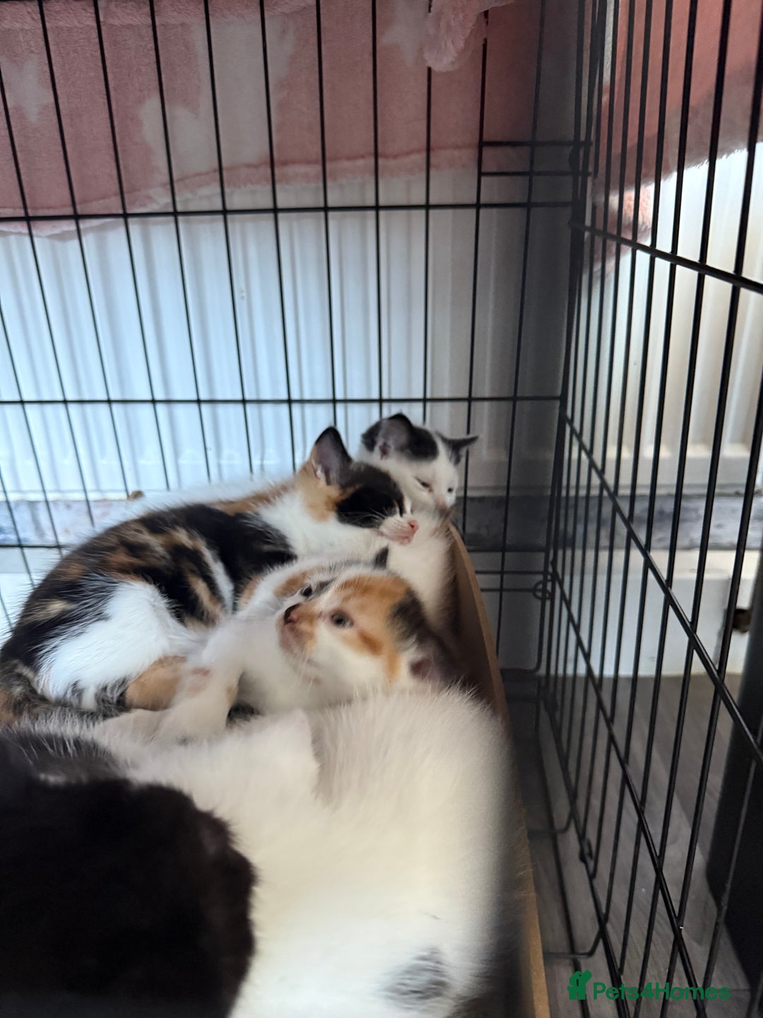 British Shorthair cats for sale: 4 Kittens for sale - Image 8