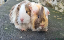 Guinea Pig rodents for sale: Pair of female sheltie Guinea pigs  - Advert 2