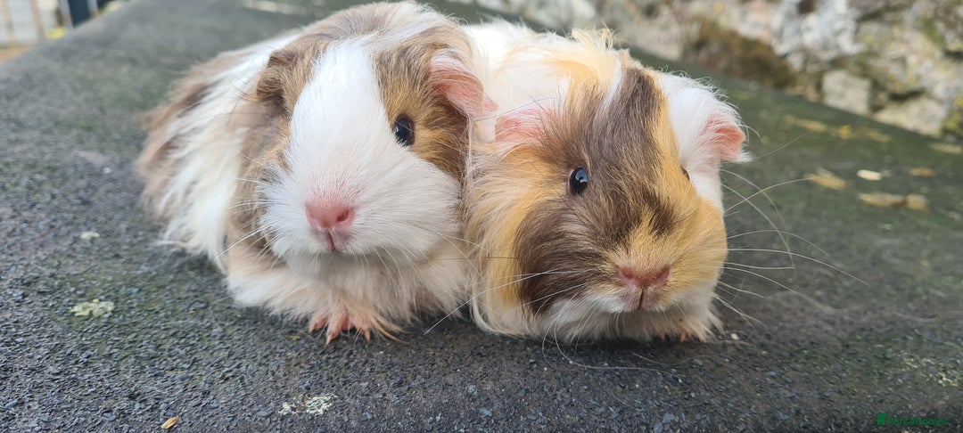 Guinea Pig rodents for sale: Pair of female sheltie Guinea pigs  - Advert 2
