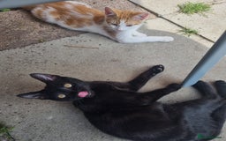 Mixed Breed cats for sale: 2 kittens need a forever home  - Image 1