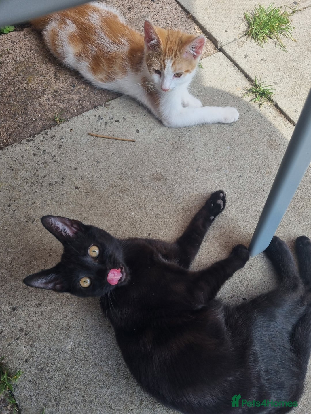 Mixed Breed cats for sale: 2 kittens need a forever home  - Image 1