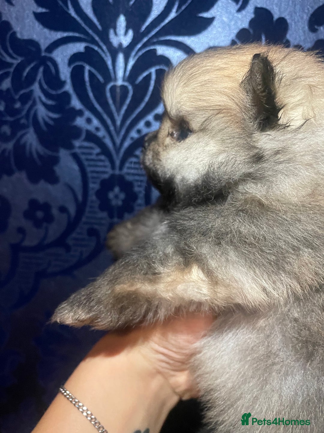 Pomeranian dogs for sale: RARE colour CHAMPION line Pomeranian puppy Pup - Advert 7