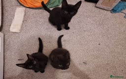 Bombay cats for sale: 3 black girl kitten - Image 1