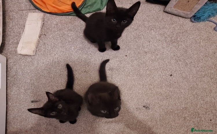 Bombay cats - Advert 1