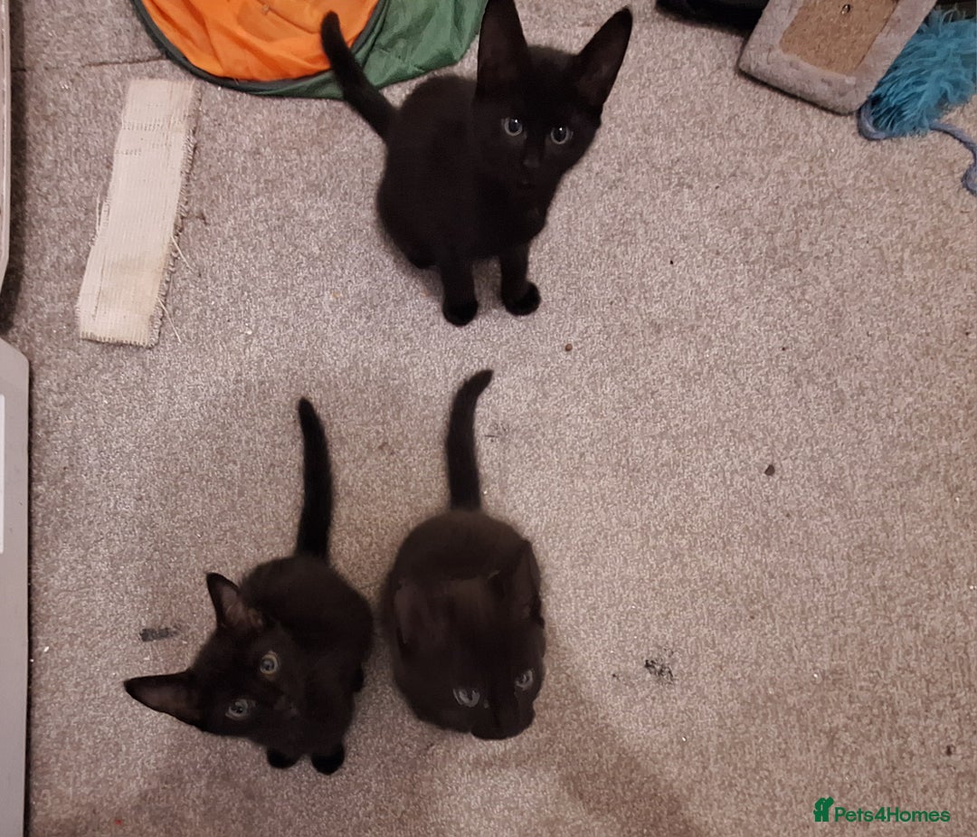 Bombay cats for sale: 3 black girl kitten - Image 1