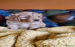 Cavapoo dogs for sale: Gorgeous f1b Cavapoo puppys.Health tested parents  - Image 16