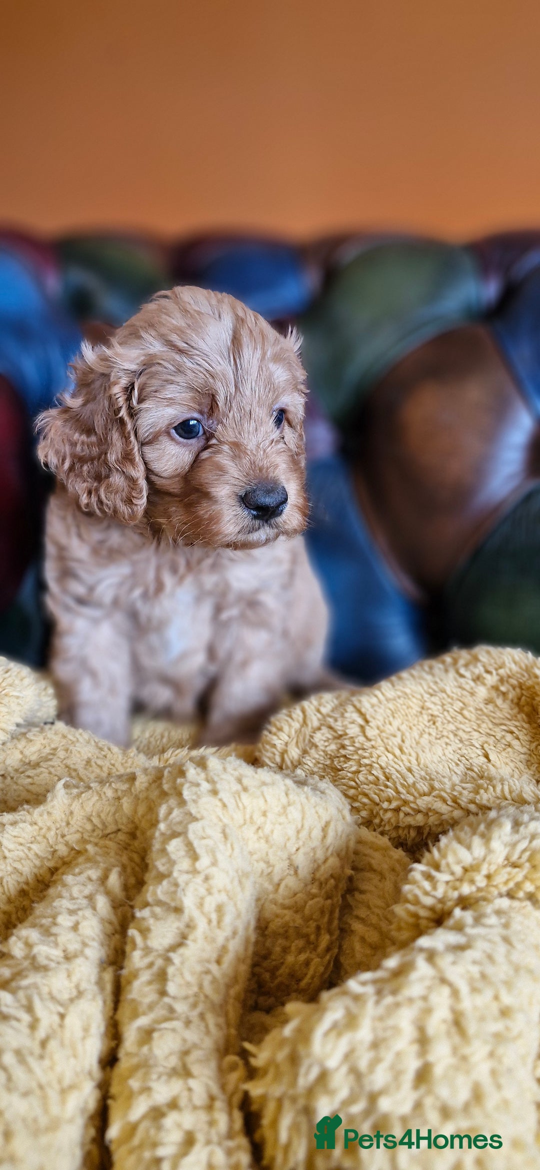 Cavapoo dogs for sale: Gorgeous f1b Cavapoo puppys.Health tested parents  - Image 16