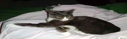 Mixed Breed cats for sale: Playful 7 Month Old Looking For New Home in Glasgow - Advert 3
