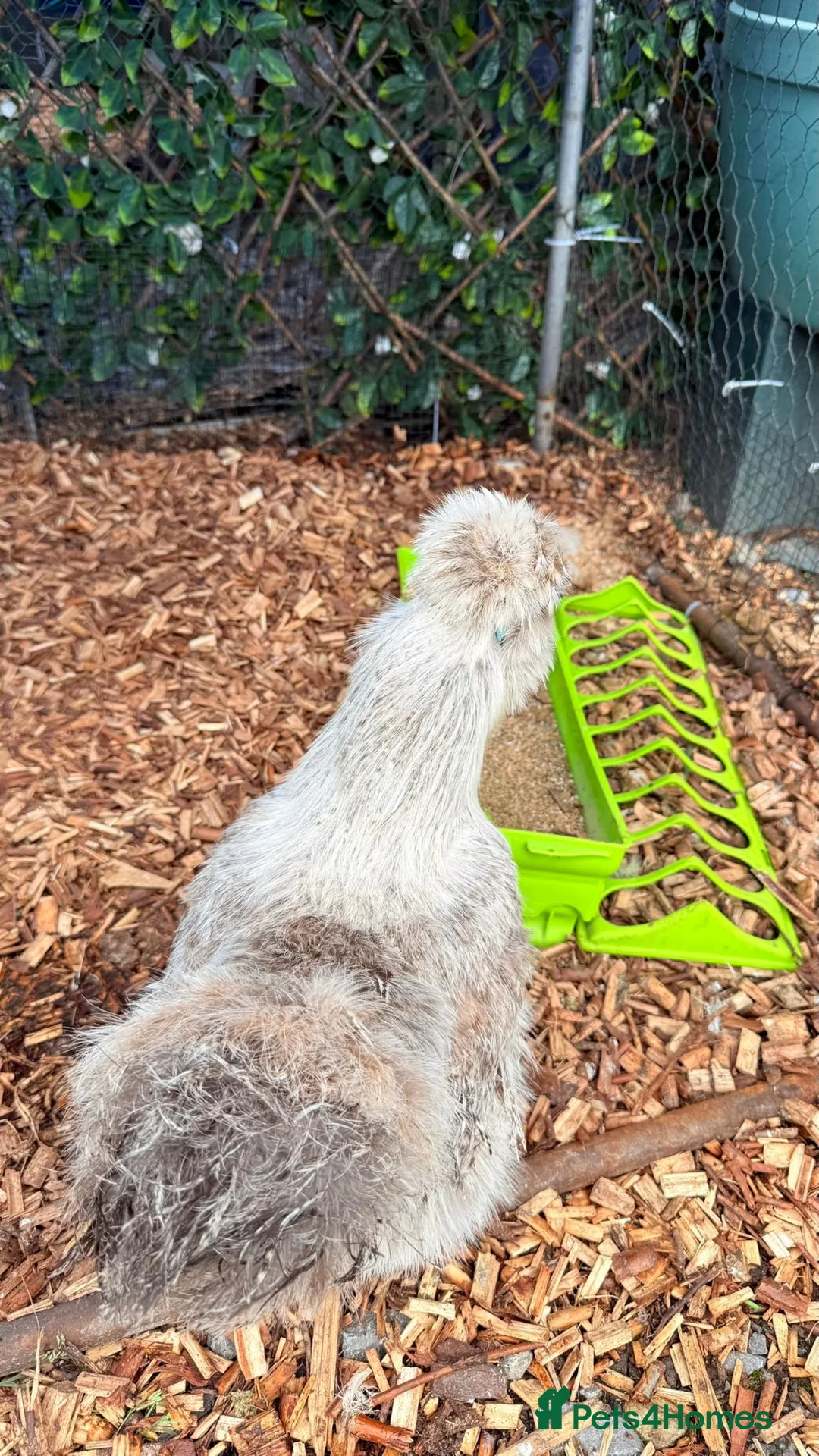 Chickens poultry for sale: Silver Partridge Silkies - Advert 7