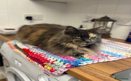 Mixed Breed cats for sale: Two beautiful litters 2 days apart  - Image 2