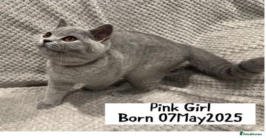 British Shorthair cats - Advert 1
