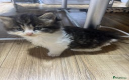 Mixed Breed cats for sale: 4 playful and funny kittens - Advert 11
