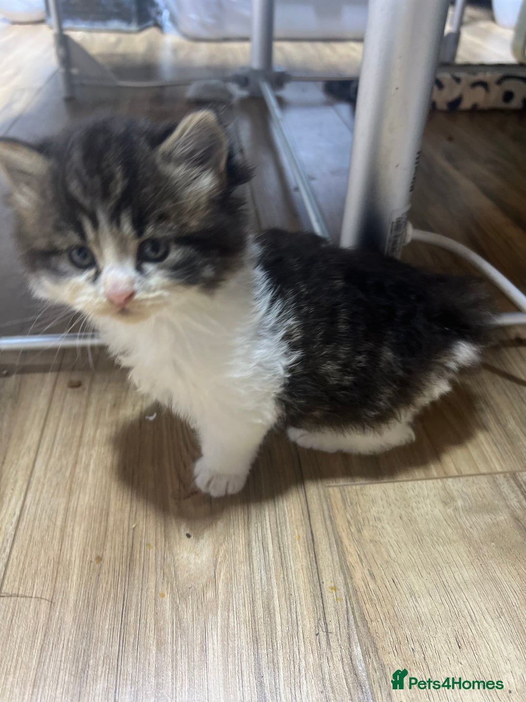 Mixed Breed cats for sale: 4 playful and funny kittens - Advert 11