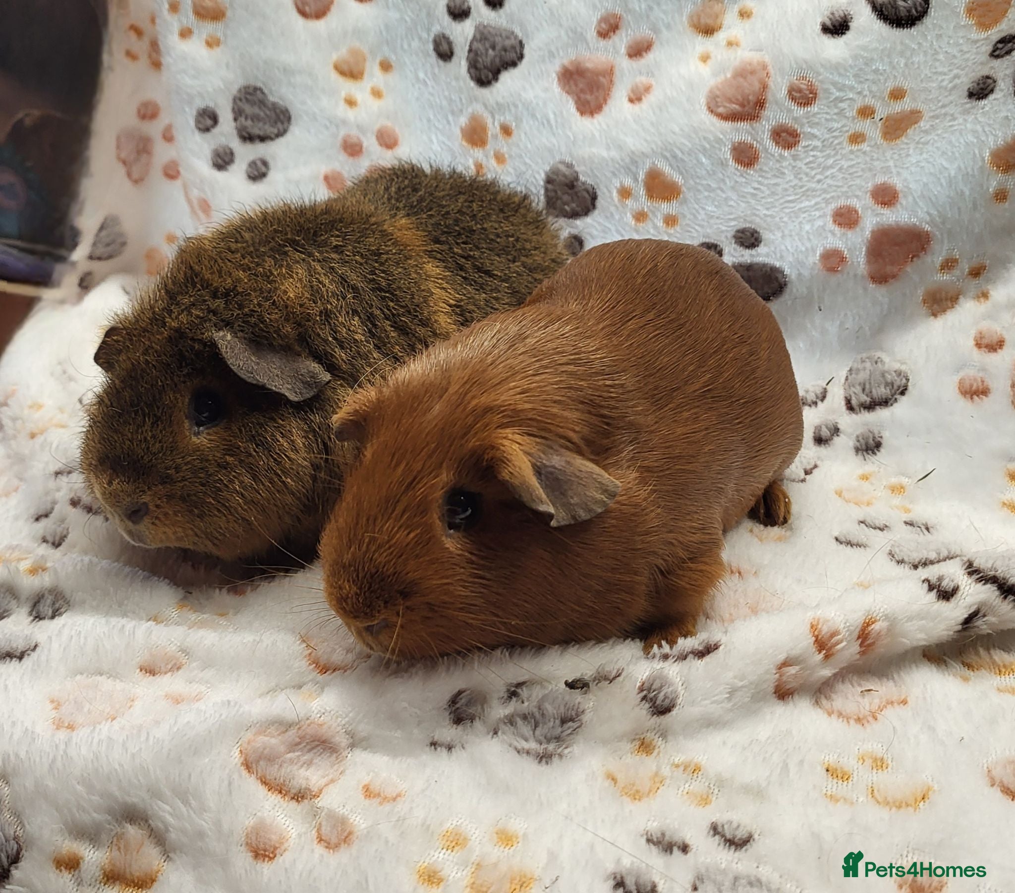 Guinea Pig rodents Bonded Boys - Advert 2