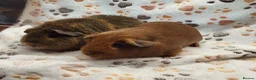 Guinea Pig rodents for sale: Bonded Boys - Advert 2