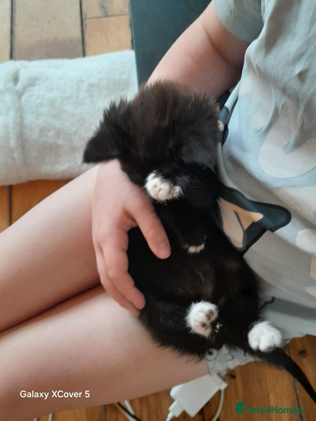 British Shorthair cats for sale: BSH Kittens Microchipped very friendly - Advert 4