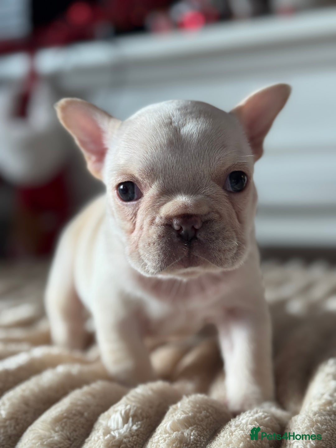 French Bulldog dogs for sale: AMAZING QUALITY FRENCH BULLDOG PUPS  - Advert 1
