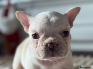 French Bulldog dogs AMAZING QUALITY FRENCH BULLDOG PUPS - Advert 1
