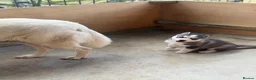 Siberian Husky dogs for sale: Rexx male husky - Advert 4