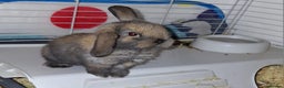 Mini Lop rabbits for sale: Mini Lops - Advert 5