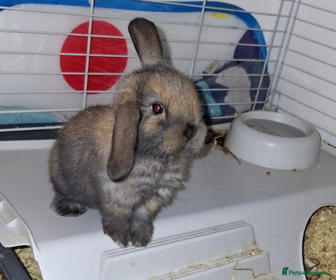 Mini Lop rabbits for sale: Mini Lops - Advert 5