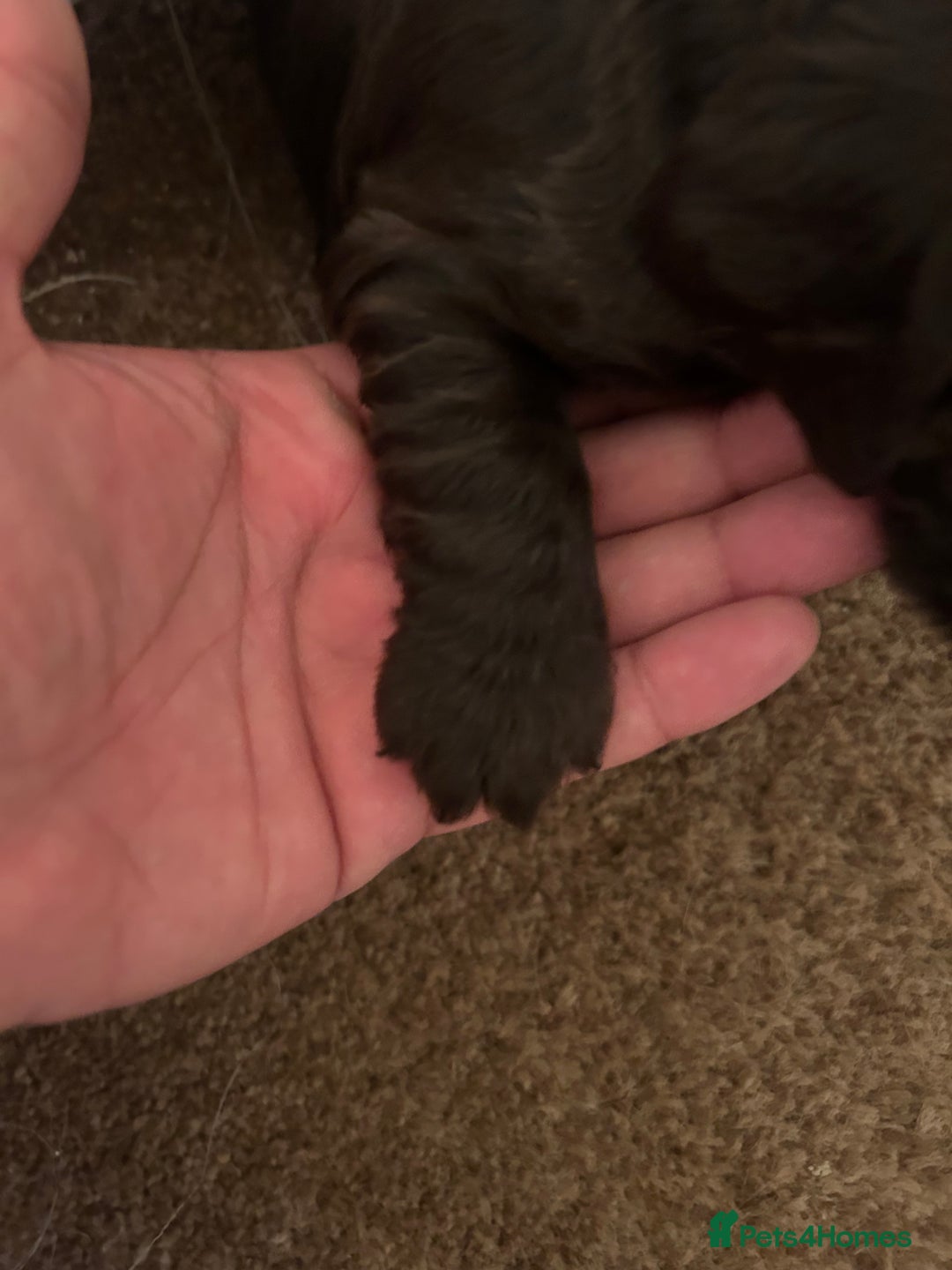 Cocker Spaniel dogs for sale: 🐾🐶 SHOW TYPE COCKER SPANIELS🐶🐾 - Image 22