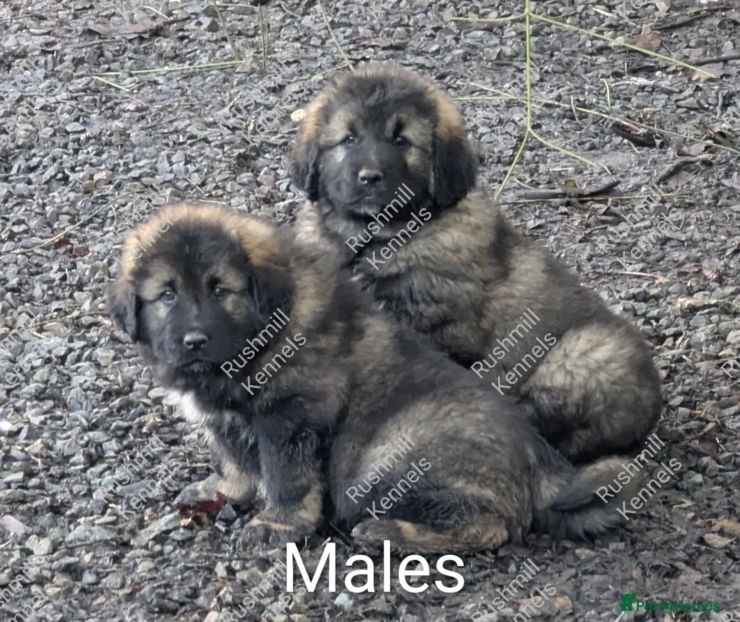 Caucasian Shepherd Dog dogs for sale: Caucasian Shepherd Pups - Advert 14