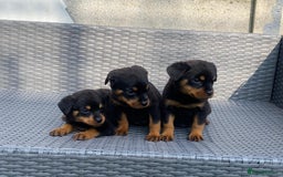 Rottweiler dogs for sale: Beautiful Rottweilers - Image 1