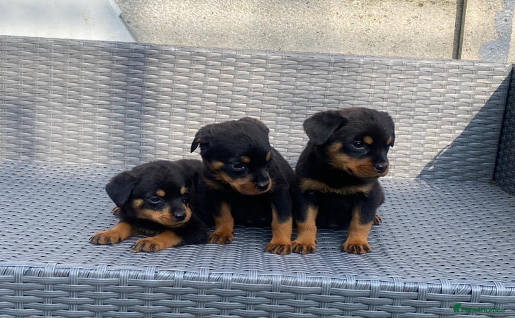 Rottweiler dogs - Advert 1