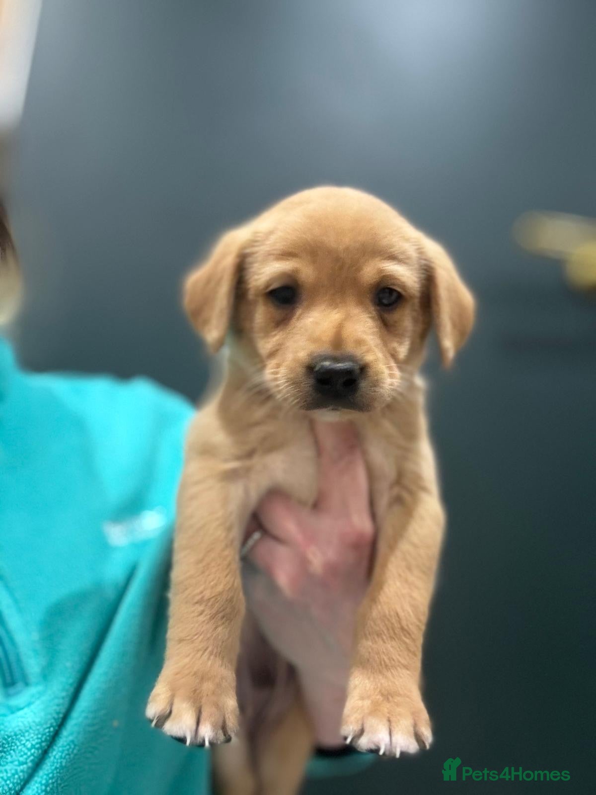 Labrador Retriever dogs KC Labrador Puppies * 2 left * - Advert 9