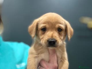 Labrador Retriever dogs KC Labrador Puppies * 2 left * - Advert 8