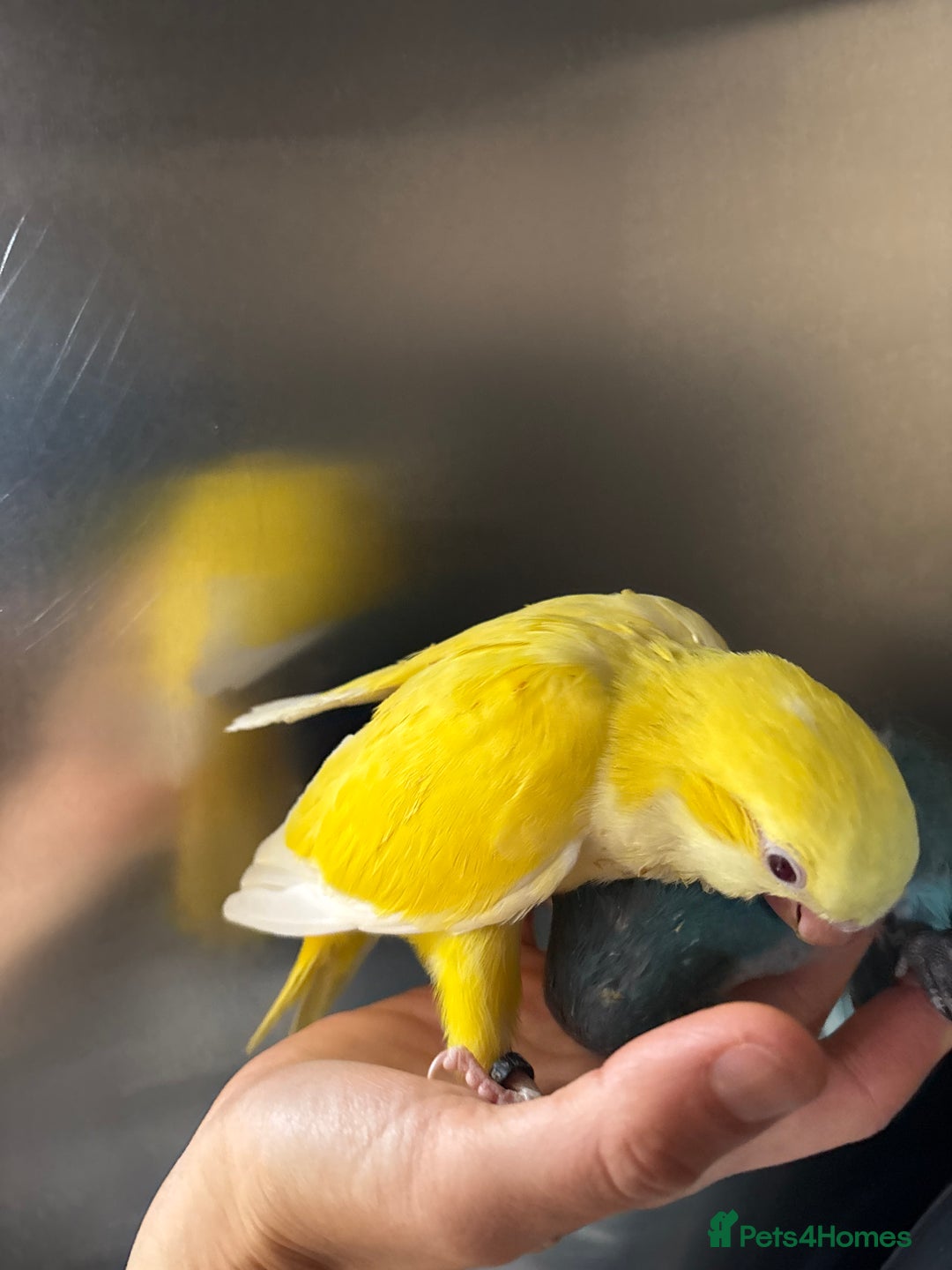 Parrots birds for sale: Hand reared baby quaker - Image 7