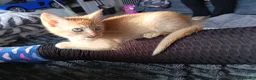 Mixed Breed cats for sale: Sphynx cross siamese - Advert 5