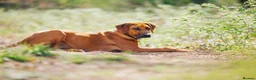 Rhodesian Ridgeback dogs for sale: Rhodesian Ridgebacks: Exceptional, 4th Generation - Advert 22