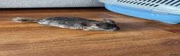 Chinchilla rodents for sale: Baby chinchillas - Advert 8