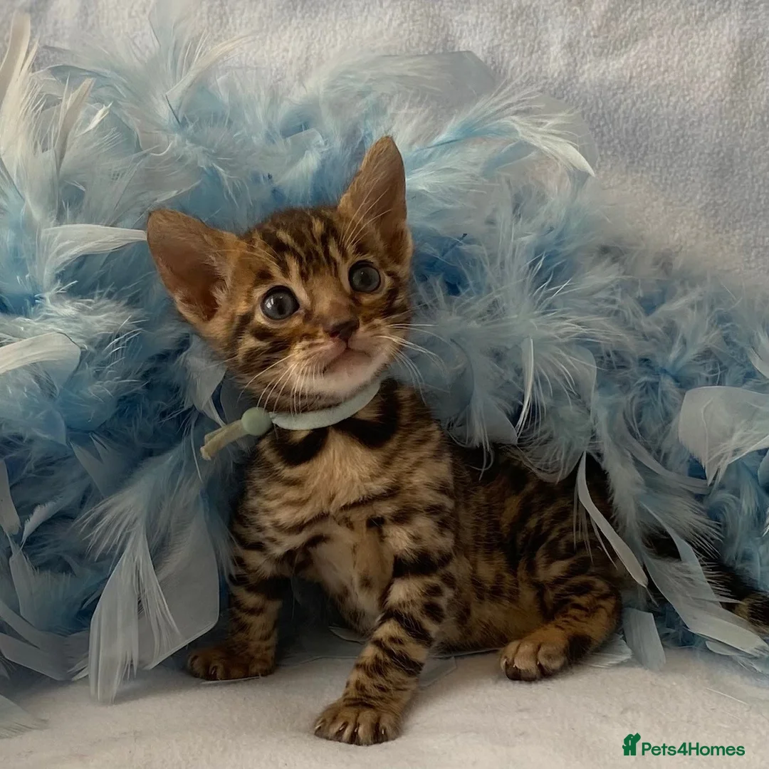 Bengal cats for sale: Nevaeh Bengals — Premium UK Bengal Breeder - Advert 1