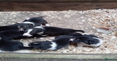 Border Collie dogs - Advert 8