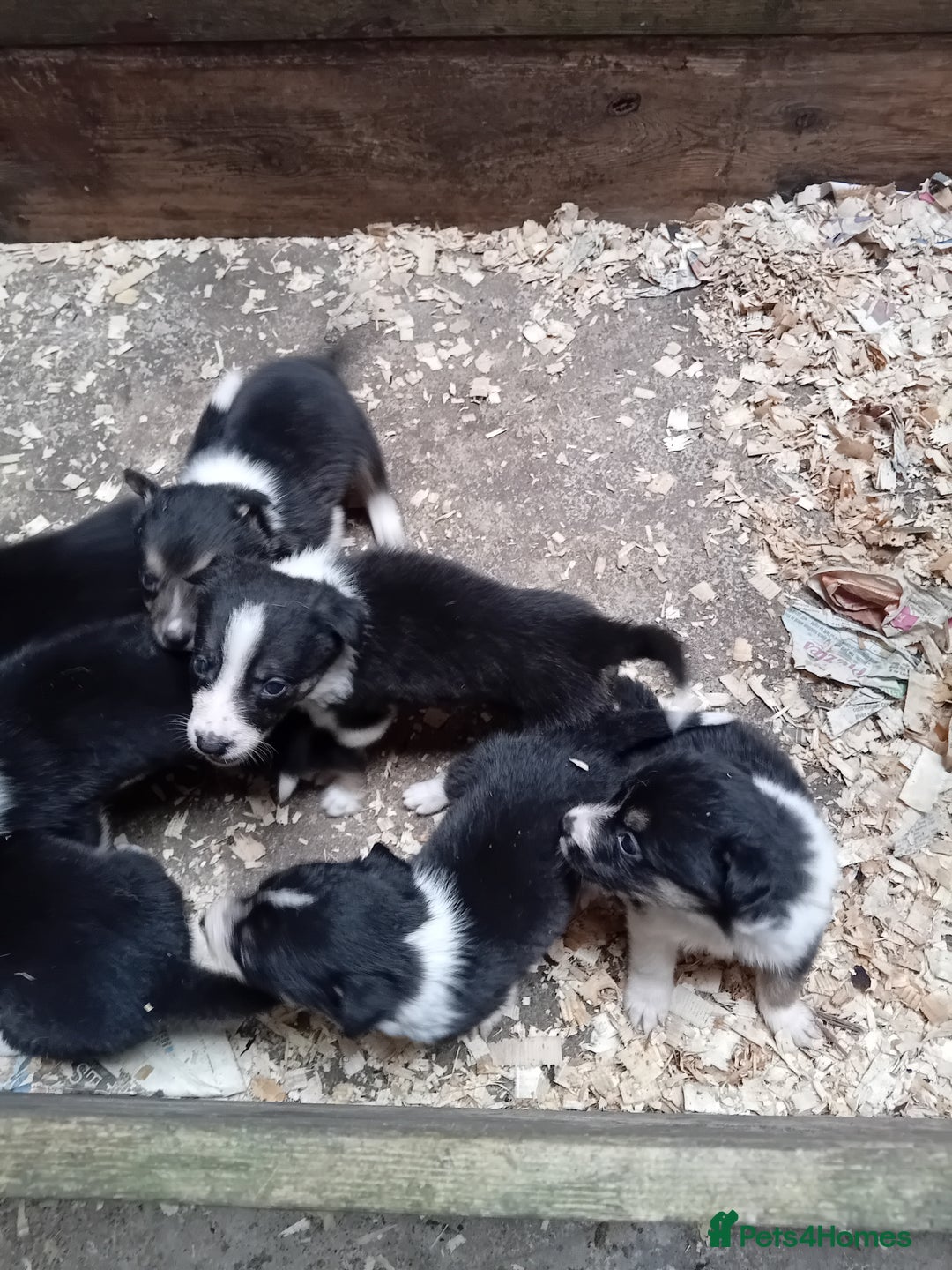 Border Collie dogs for sale: Border collie pups  - Image 2