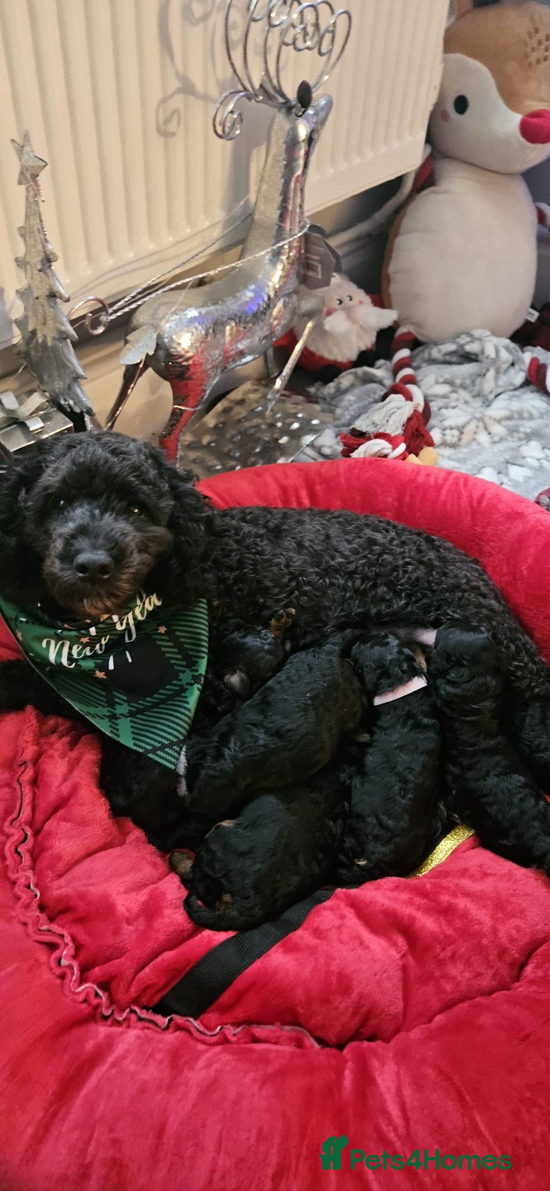 Cockapoo dogs for sale: 3 healthy phantom F1B cockapoo boys for sale  - Image 1