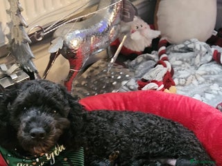 Cockapoo dogs - Advert 13