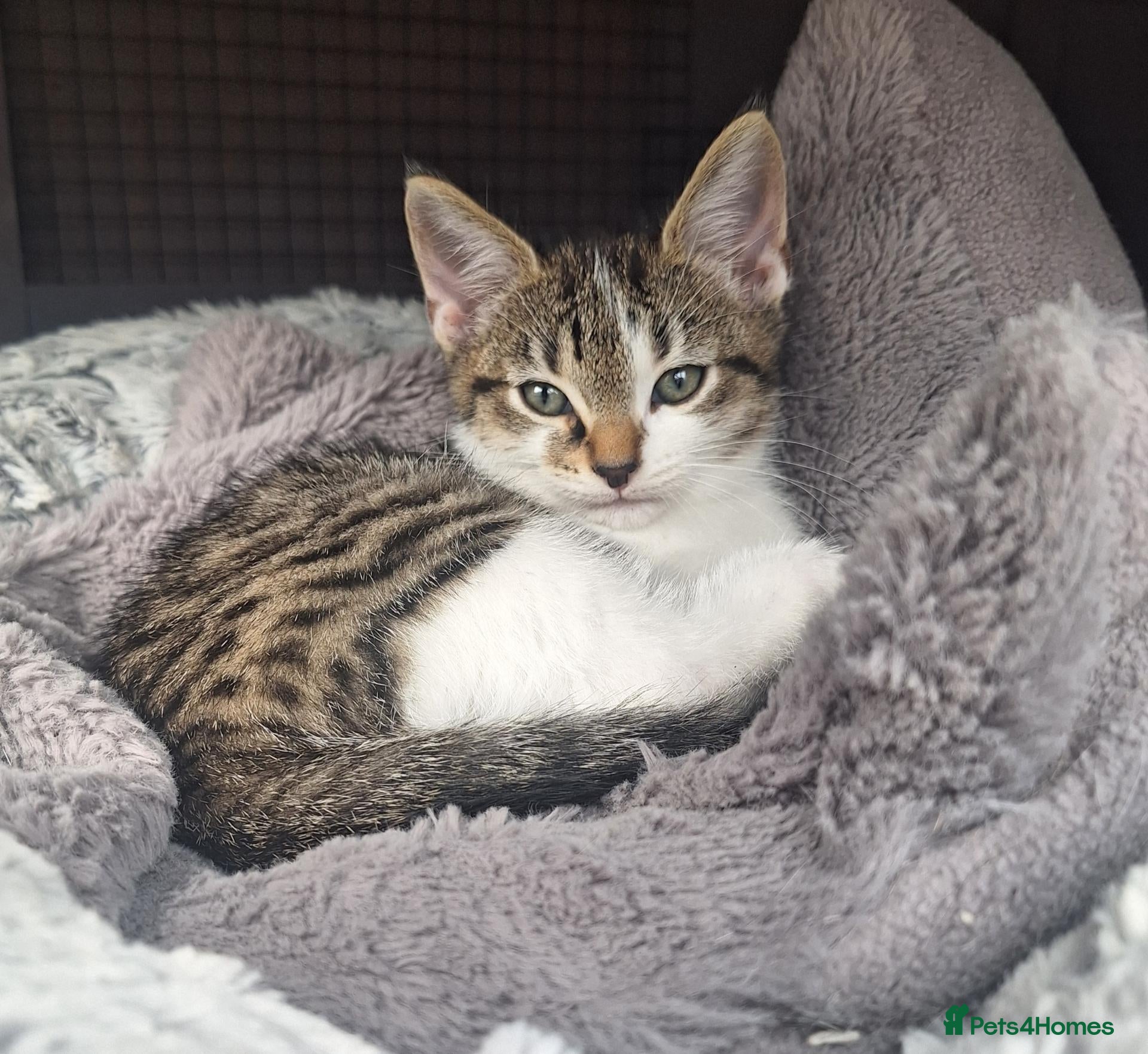Bengal cats Bengal mix babies ***last boy*** - Advert 2