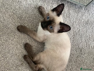 Siamese cats - Advert 1