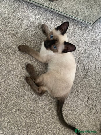 Siamese cats - Advert 1