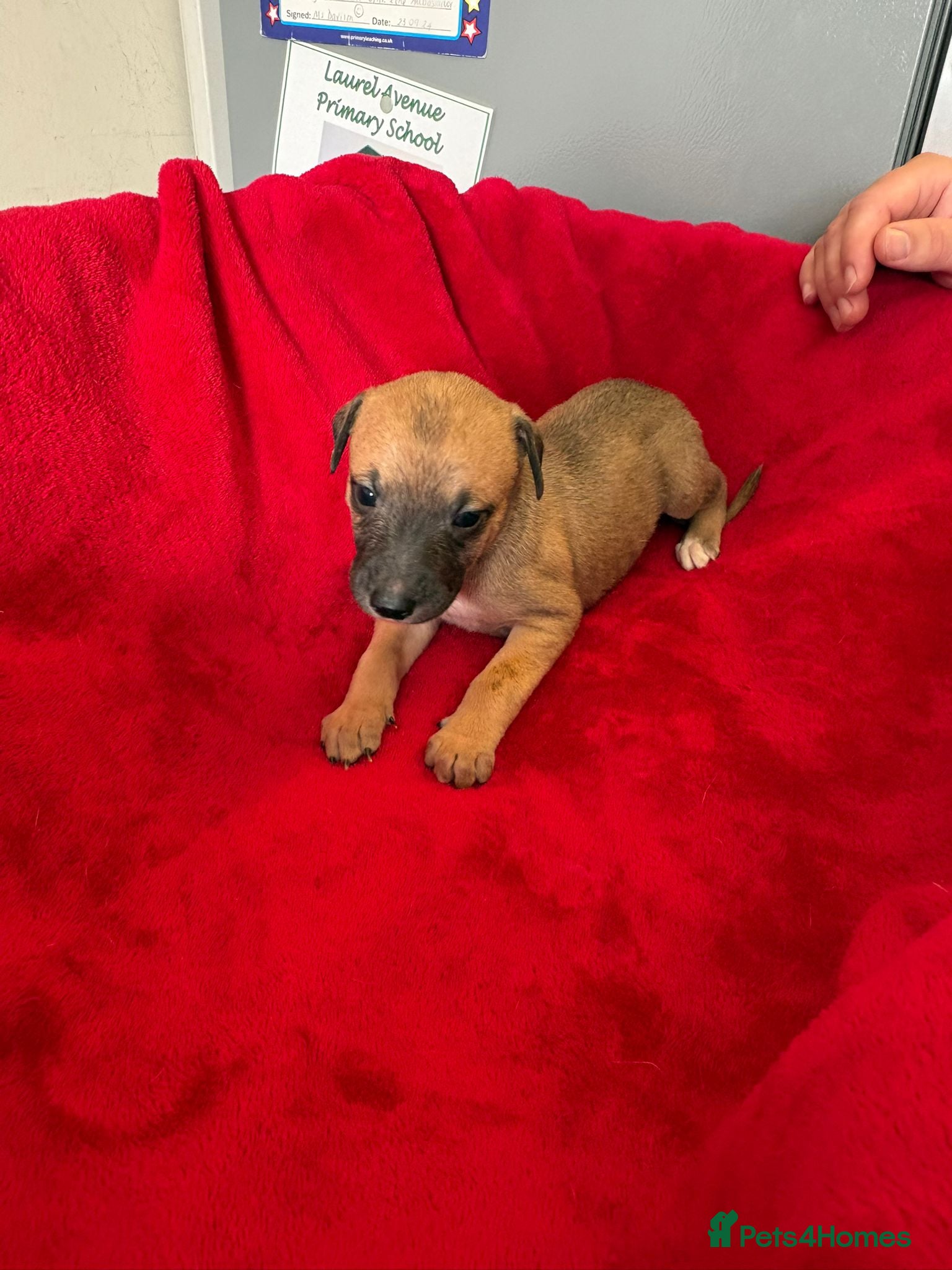 Mixed Breed dogs for sale: Saluki whippet greyhound - Advert 3