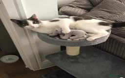 Domestic Shorthair cats for sale: Daisy - Image 2