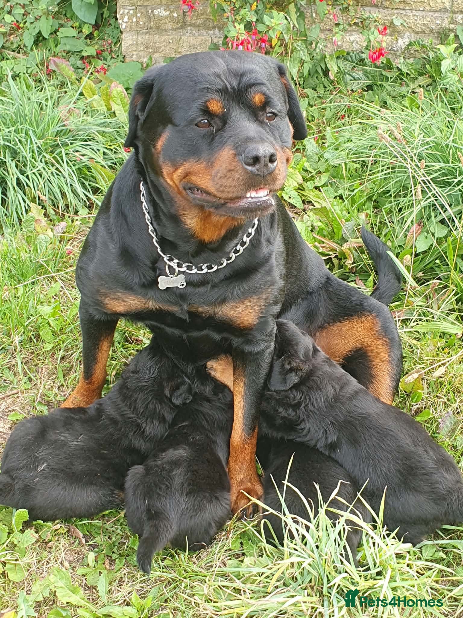 Rottweiler dogs Rottweiler pups - Advert 1
